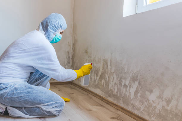 Mold Remediation specialist working in Sonora
