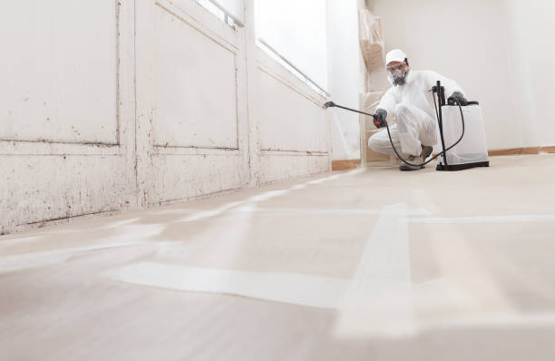 Black mold remediation team in Sonora